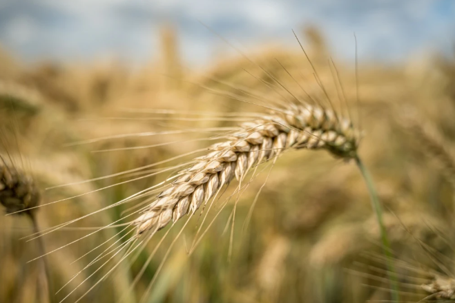 Посев озимой пшеницы: правила, сроки, норма высева, подготовка семян