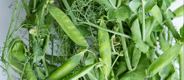 Как готовить поле под посев гороха осенью и весной 