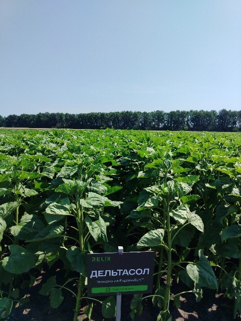 Дельтасол – гибрид подсолнечника, устойчивый к препаратам на основе трибенурон-метила