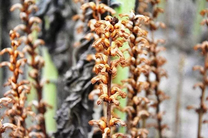 Заразиха: информация об основных расах, а также устойчивых к ней гибридах