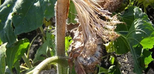 Белая гниль подсолнечника (склеротиниоз): методы борьбы и устойчивые гибриды