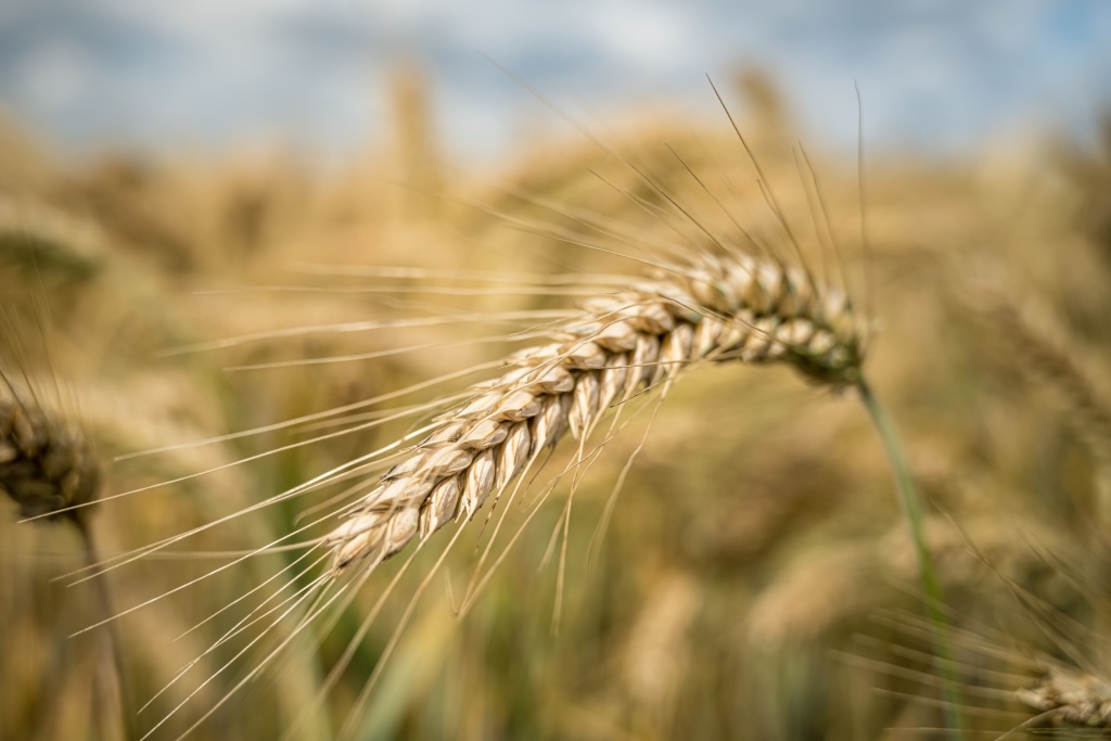 selective-focus-shot-barley-grain-branch-field.jpg