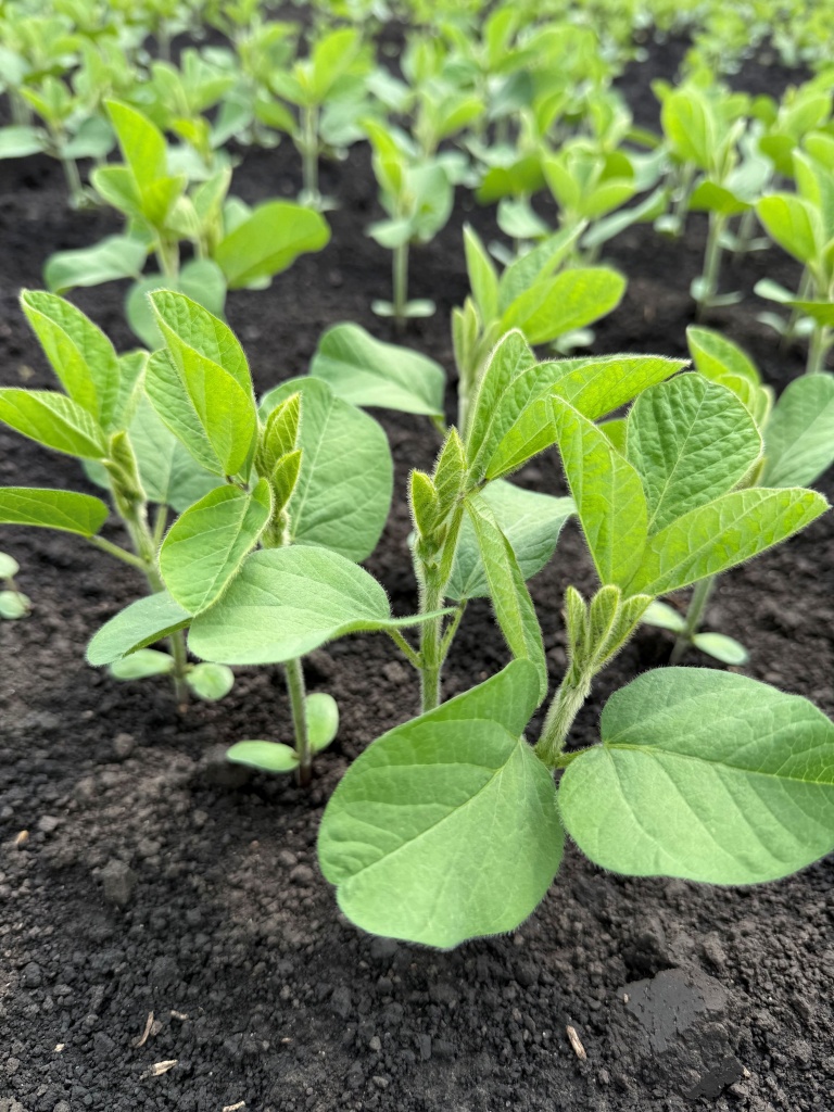 рис соя (1).jpg