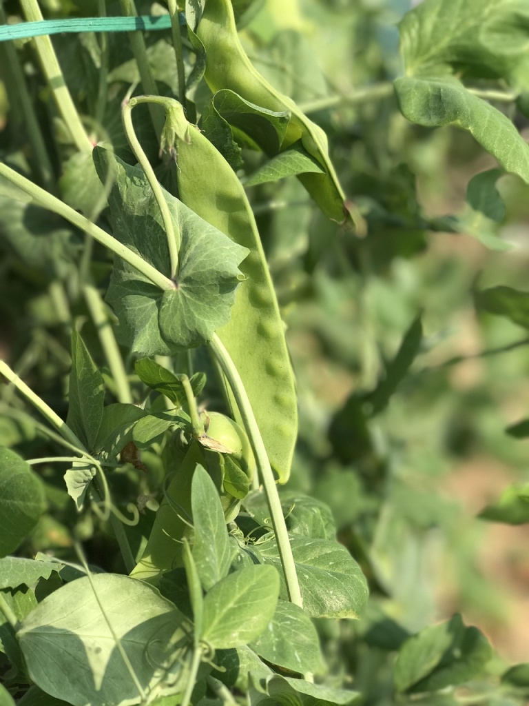 pea