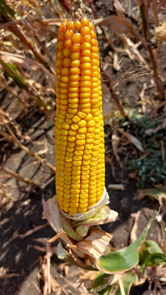 Схема заразиха