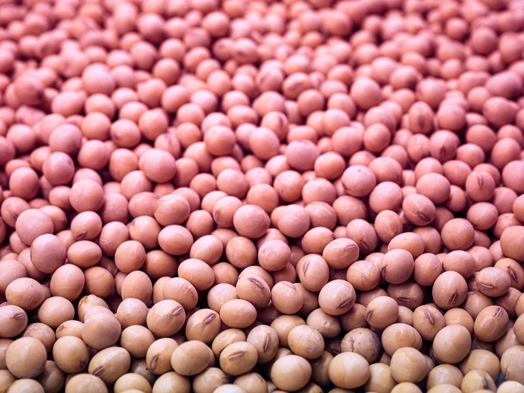 Soy beans closeup in pink gradient
