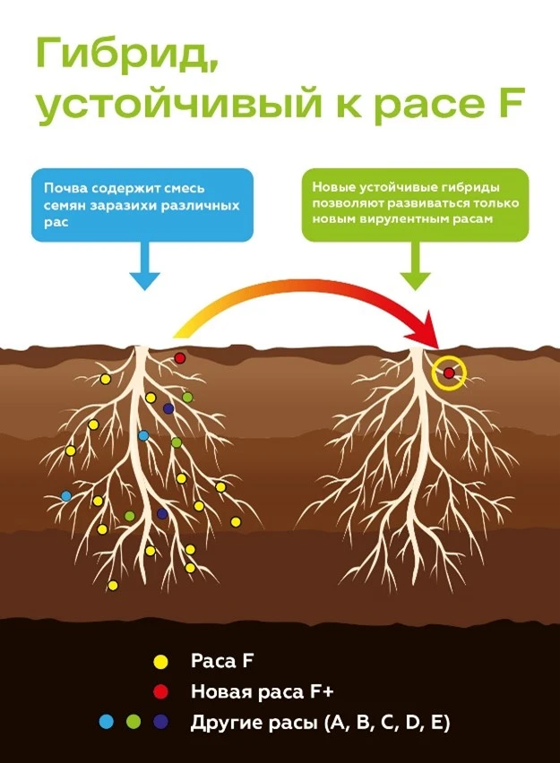 Схема заразиха Схема заразиха
