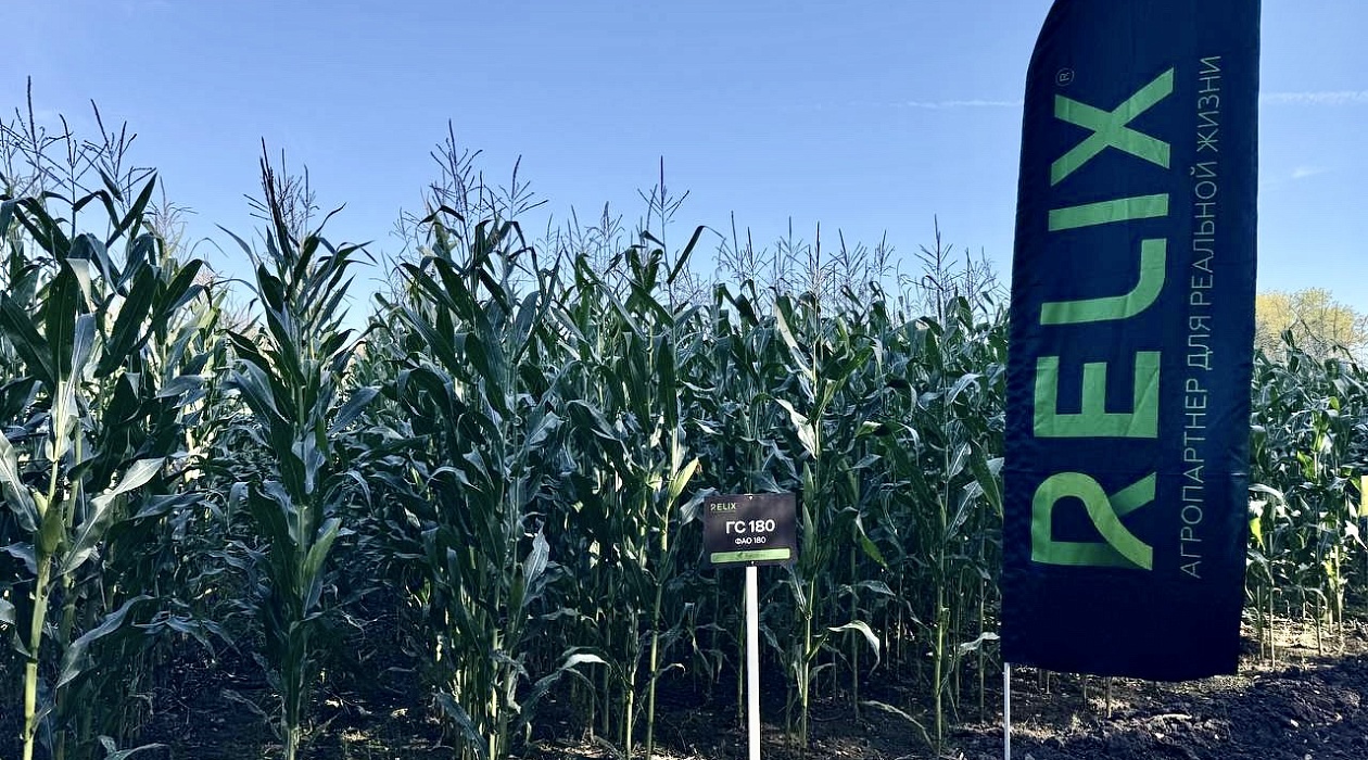 День поля Подсолнухово в Рязанской области