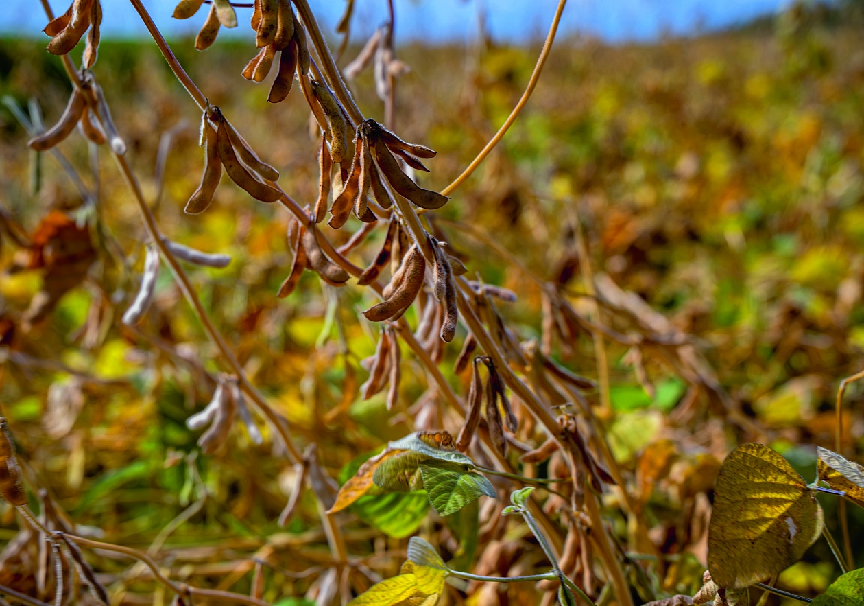 Протравка и инокулирование семян